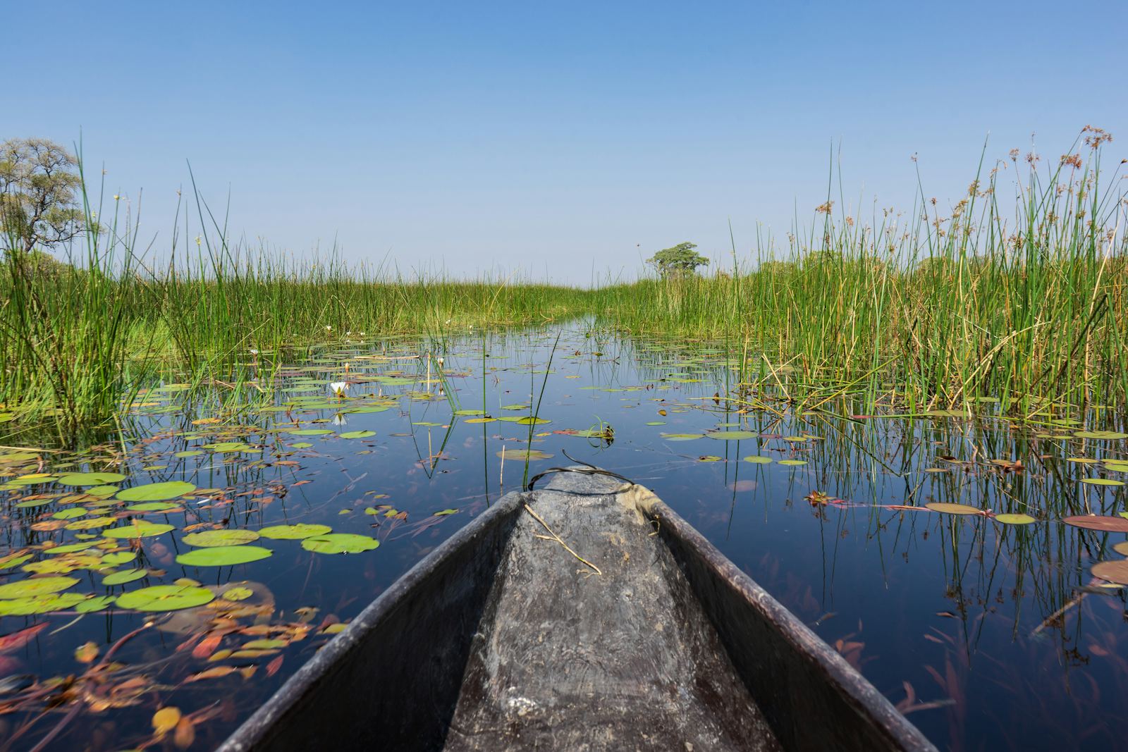 Okavango Delta Safari, Compared Before You Book