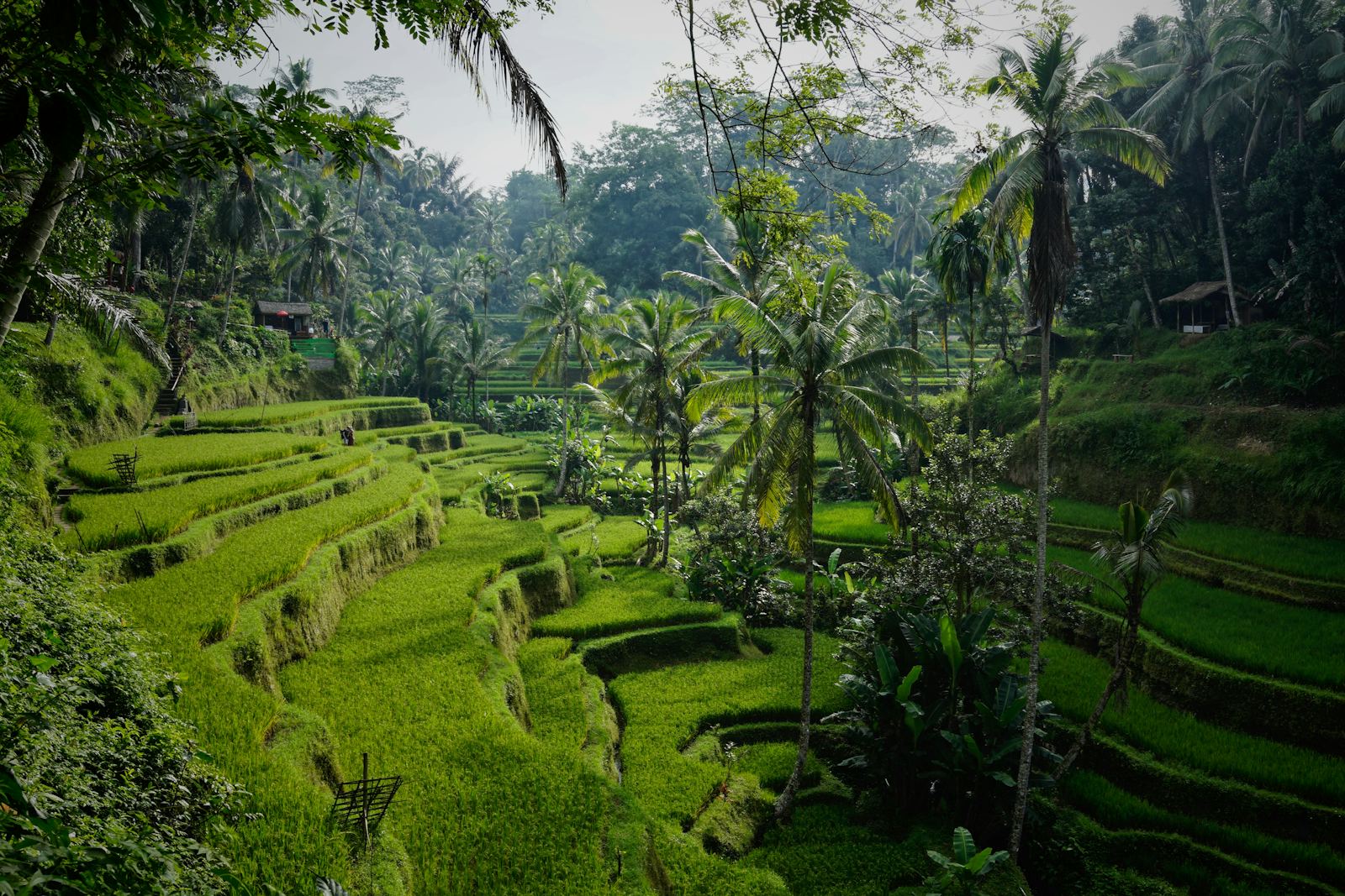 Lush green rice terraces in Bali, Indonesia