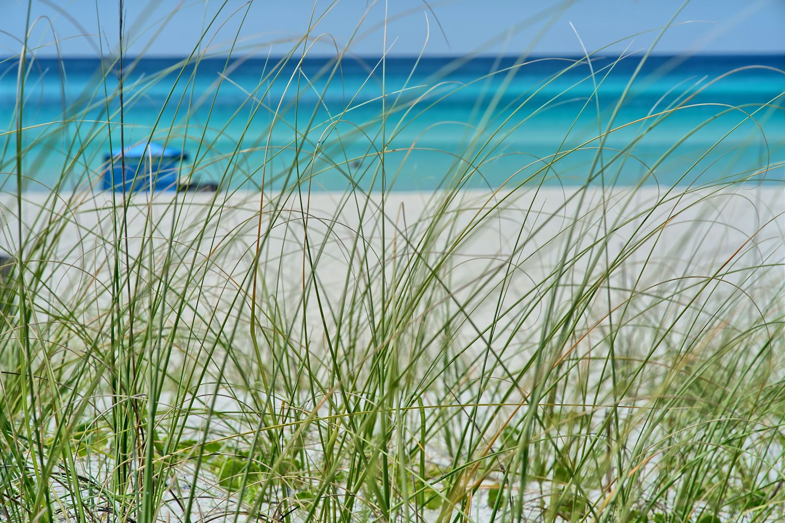Sea oats and the emerald Gulf at Panama City Beach, Florida