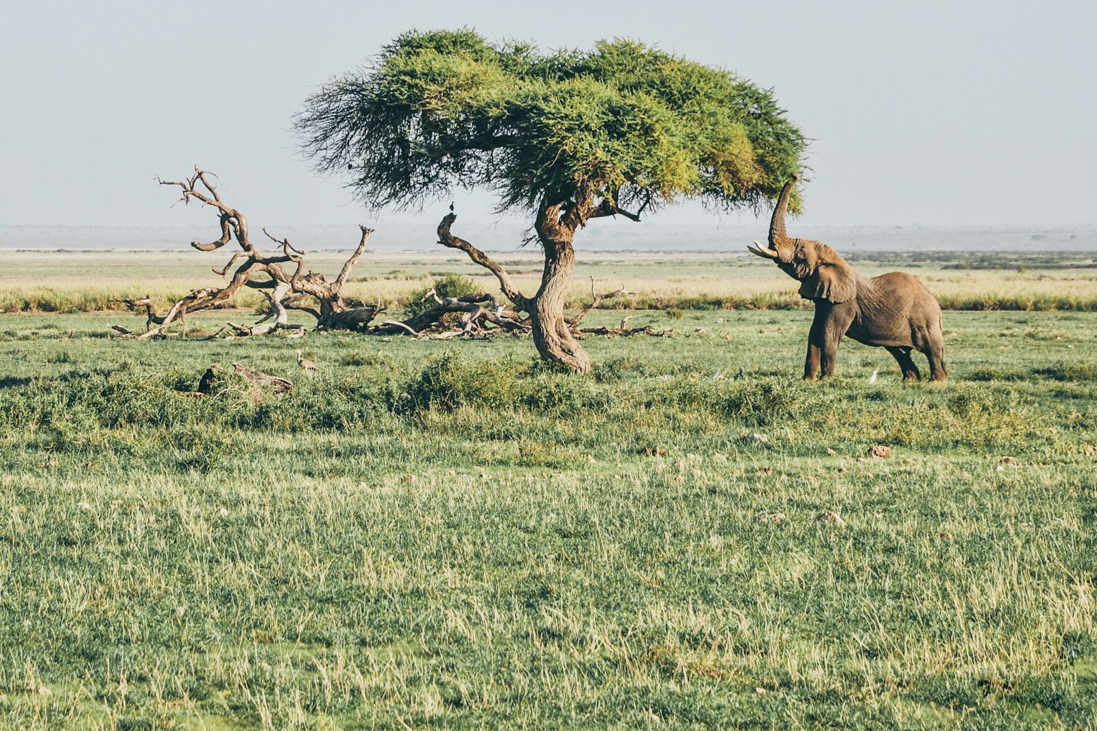 Planning a Safari? Compare Camps & Lodges First