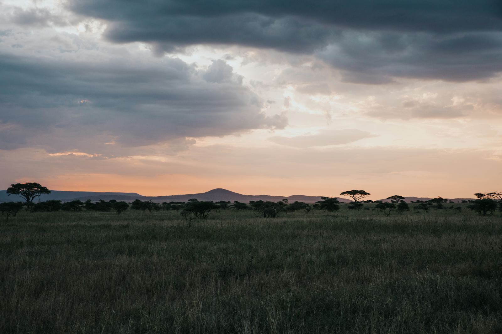 Acacia trees on the Serengeti plains at sunset, Tanzania