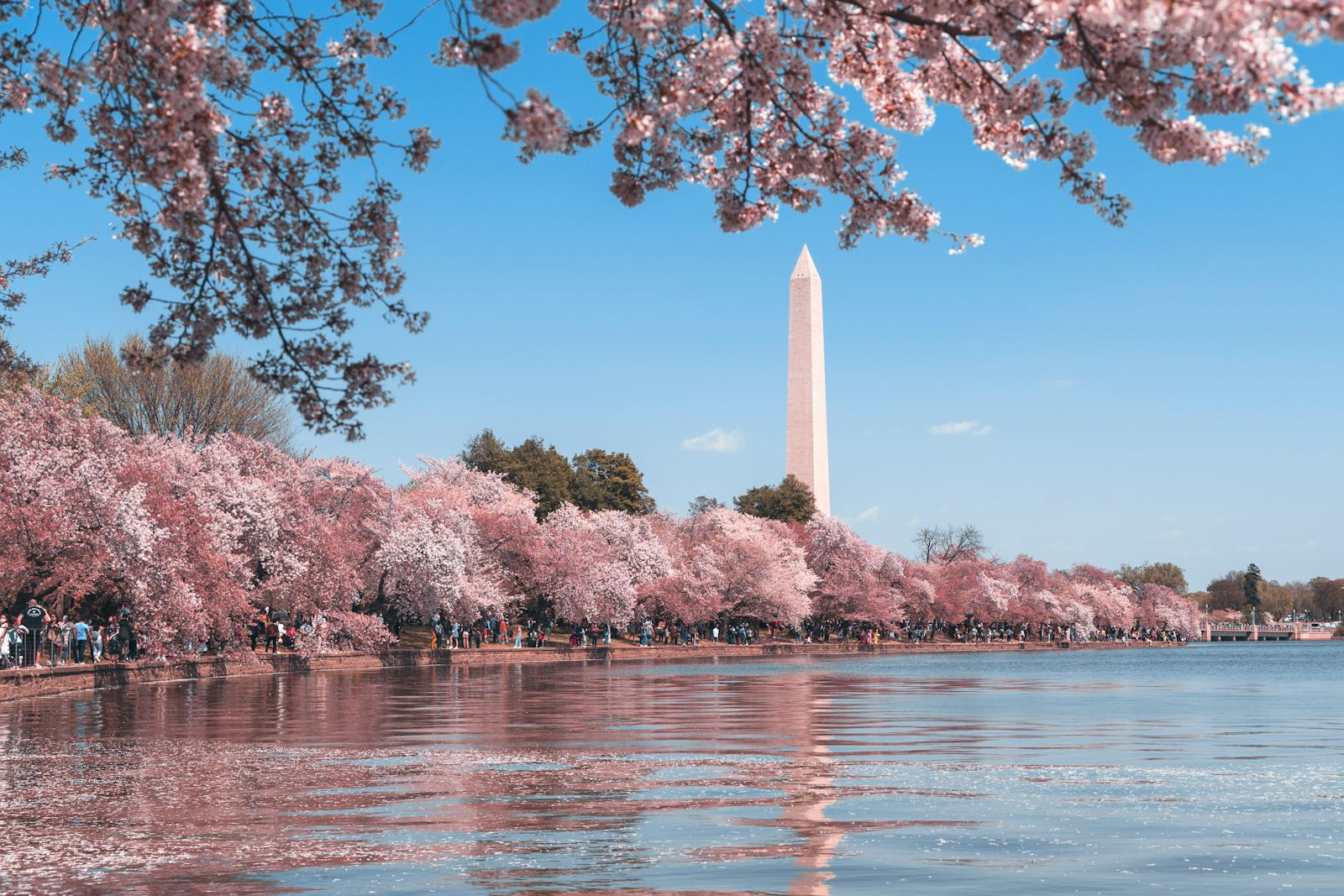 The Washington Monument and cherry blossoms, Washington DC