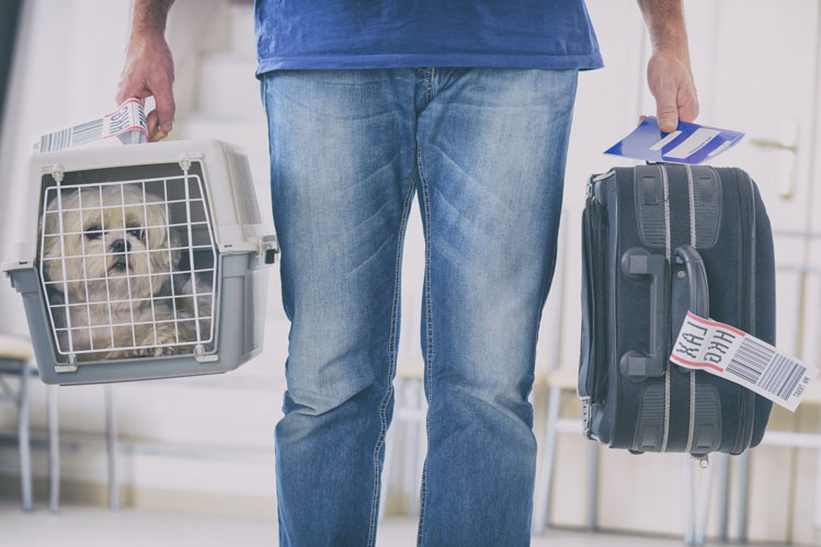 A Guide on Delta Airlines Pet Policy