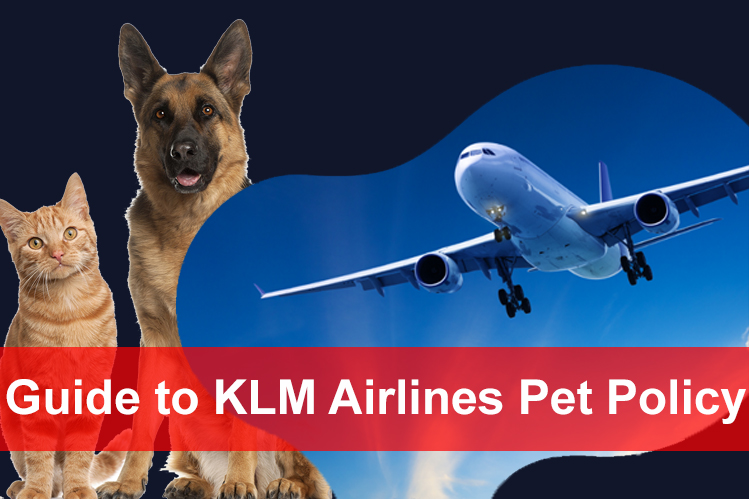 Guide to KLM Airlines Pet Policy